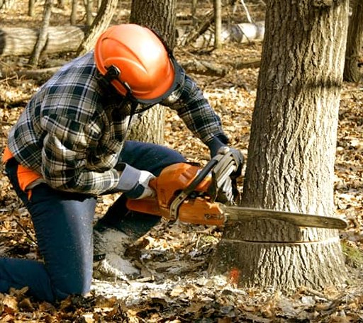 Tree Removal in Boomer, WV